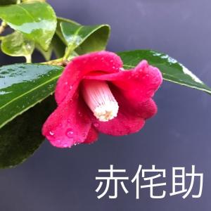 椿 ツバキ 苗 苗木 赤侘助 蕾5以上 茶花 庭木 植木