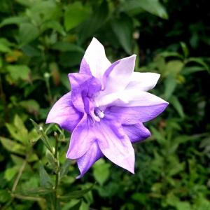 八重咲きキキョウ絞り咲きの商品画像