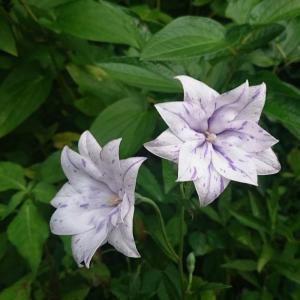 八重咲きキキョウ絞り咲きの詳細画像1