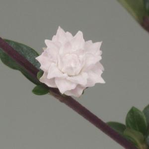 八重紫丁花　山野草　