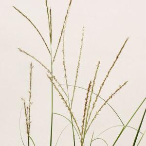 屋久島イトススキ 山野草 秋の七草