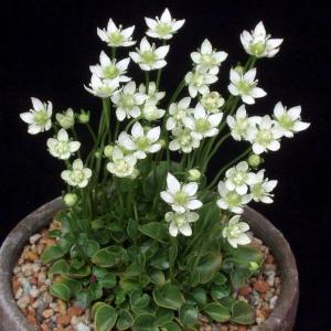 屋久島梅鉢草 ヤクシマウメバチソウ 山野草