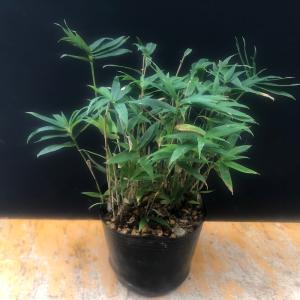 屋久島笹 ヤクシマザサ 山野草 盆栽添草 9c...の詳細画像1