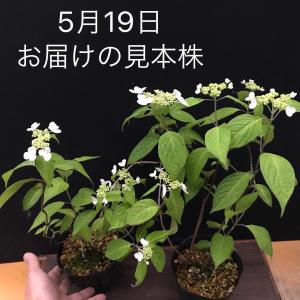 ヤマアジサイ 山アジサイ 苗 クレナイ 紅 大株の詳細画像2