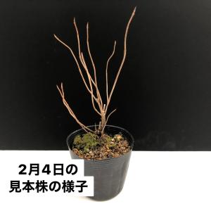 ヤマアジサイ 山アジサイ 苗 クレナイ 紅 大株の詳細画像1