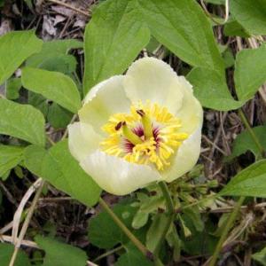 ヤマシャクヤク 茶花 山野草