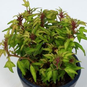 八房木蔦 木ヅタ 山野草　