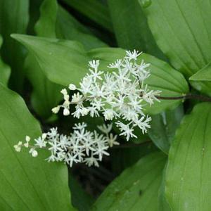 ユキザサ 雪笹 茶花 山野草