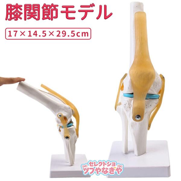 膝関節模型 膝関節モデル 半月板 ひざ靭帯 人体 骨格模型 実物大 骨格標本 骨模型 人骨模型 骨格...