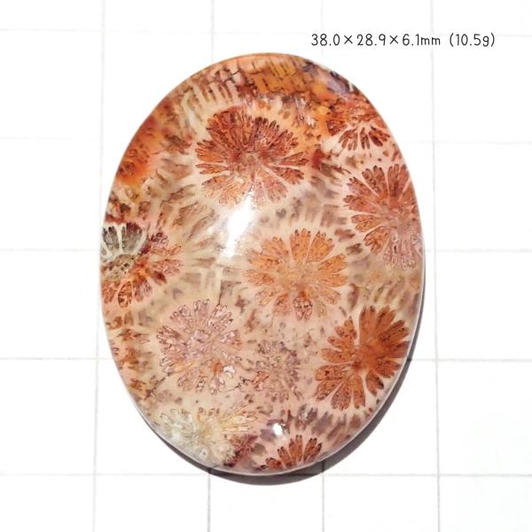 1221-『天然石ルース』　フォシルコーラル（ホール無）　約３８ｘ２９mm（１０．５ｇ）　１個
