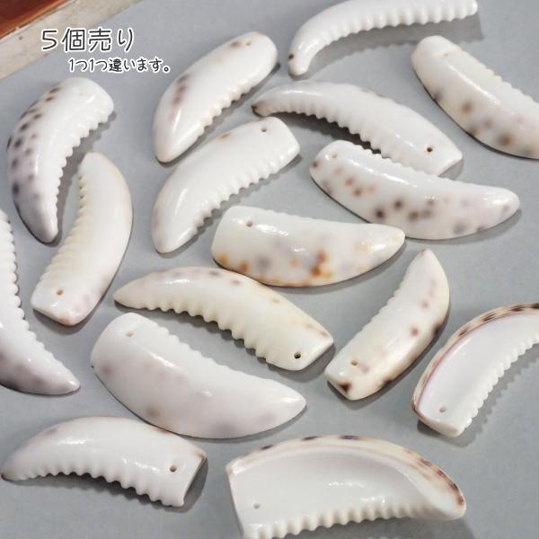 5905-『シェル』　トップホール　平均４５ｘ１５mm　５個/１パック