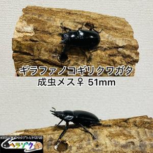 [3頭セット]ギラファノコギリクワガタ成虫♀51mm,49mm,46mm（フローレス産）