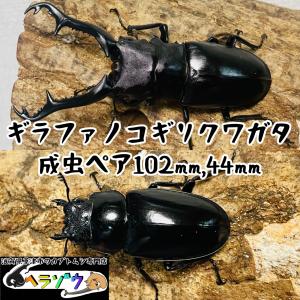 ギラファノコギリクワガタ成虫ペア♂102mm×♀44mm（フローレス産）