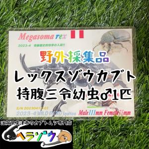 [25年ぶりの野外採集品]レックスゾウカブト三令...の商品画像