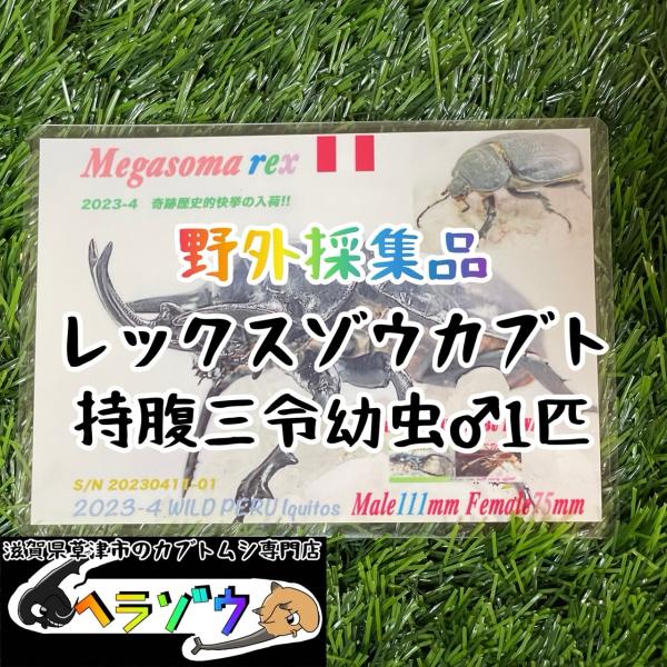 [25年ぶりの野外採集品]レックスゾウカブト三令幼虫1匹♂オス　管理番号23-45（旧アクティオンゾ...