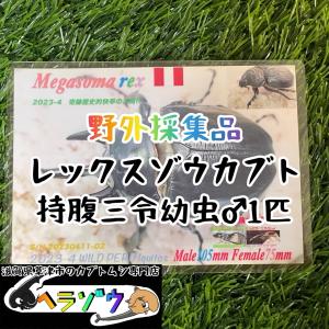 [25年ぶりの野外採集品]レックスゾウカブト三令...の商品画像