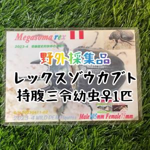 [25年ぶりの野外採集品]レックスゾウカブト三令...の商品画像