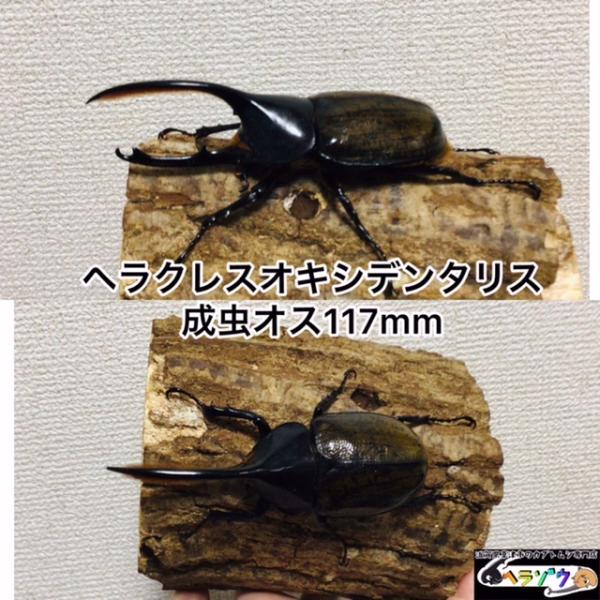 ヘラクレスオキシデンタリス117mmオス成虫（ヘラクレスオオカブト亜種オキシデンタリス、DHオキシデ...