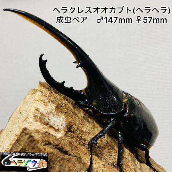 ヘラクレスヘラクレス　成虫ペア　♂147mm♀57mm（ヘラクレスオオカブト、DHヘラクレス）