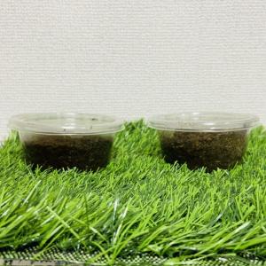ヘラクレスオオカブト 亜種リッキー 幼虫 ♂♀...の詳細画像1