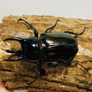 コーカサスオオカブト 成虫 オス ♂ 82.6...の詳細画像1