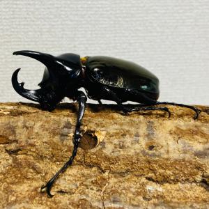 コーカサスオオカブト 成虫 オス ♂ 82.6...の詳細画像2
