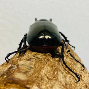 コーカサスオオカブト 成虫 オス ♂ 82.6...の詳細画像3