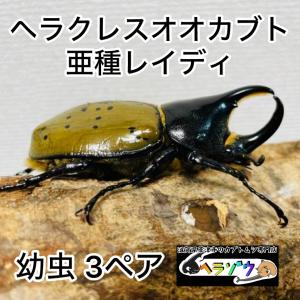 ヘラクレスオオカブト 亜種レイディ (亜種バウドリー) 幼虫 3ペア