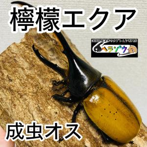 【檸檬エクア】ヘラクレスオオカブト 亜種エクアトリアヌス 成虫 オス ♂ 130mm DHエクアトリアヌス