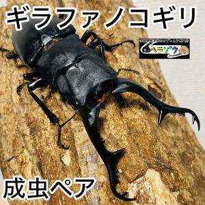 ギラファノコギリクワガタ 成虫 107.4mm ペア