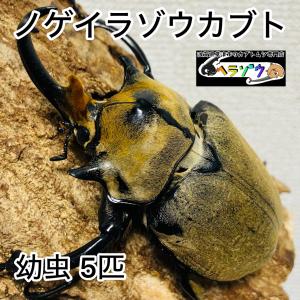 ノゲイラゾウカブト 幼虫 5匹