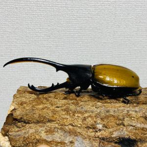 【檸檬エクア】ヘラクレスオオカブト 亜種エクア...の詳細画像2