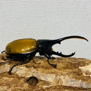 【檸檬エクア】ヘラクレスオオカブト 亜種エクア...の詳細画像3