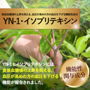 日本山人参 食後血糖値の上昇を抑える 血圧が高...の詳細画像3