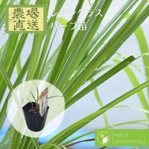 ハーブ 苗 レモングラス 3号ポット苗 爆買 : 苗木部 花ひろば