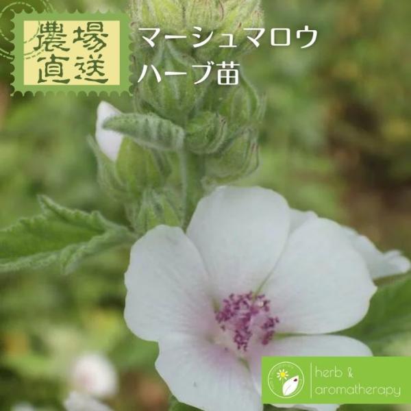 マーシュ マロウ ビロードアオイ ウスベニタチアオイ マロー ハーブ苗 9vp 3号ポット Mars...