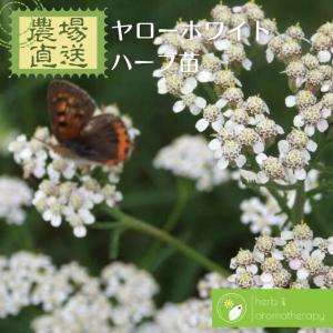 苗 ハーブ種類 ヤロウ 花 ガーデニング 通販 Yahoo ショッピング