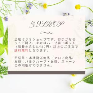 ヤロウイエロー ヤローイエロー キバナノコギリ...の詳細画像2
