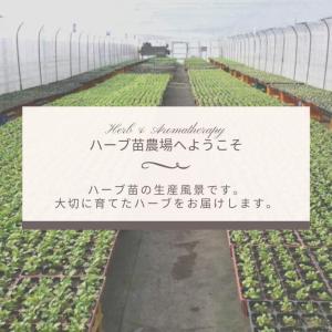 ヤロウイエロー ヤローイエロー キバナノコギリ...の詳細画像4