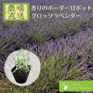 ラベンダー苗 グロッソ 特A品苗 ピンチ済み株 3株セット ラバンディン