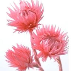 ハーバリウム 花材 ミニシルバーデージー フランボワーズ 約25g 大地農園/ドライフラワー