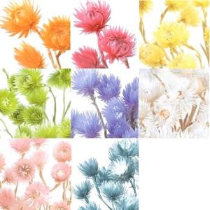 ハーバリウム 花材 ミニシルバーデージー フラ...の詳細画像1