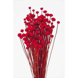ハーバリウム 花材 アマレリーフラワー レッドの商品画像