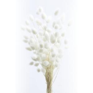 ハーバリウム 花材 ハニーテール