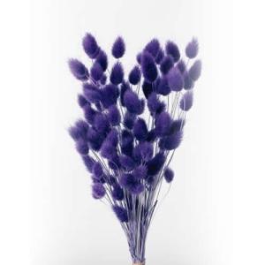 ハニーテール グレープ ハーバリウム 花材の商品画像