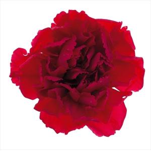 ハーバリウム 花材 ミニカーネーション レッド 1輪