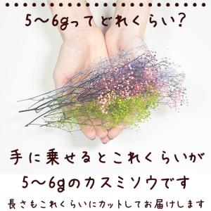 カスミソウ かすみそう 花材 プリザーブドフラ...の詳細画像1