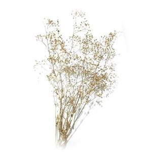 ハーバリウム 花材 ソフトミニカスミ草 ゴールド(少量) 約2.5ｇ