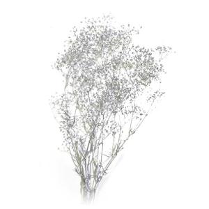 ハーバリウム 花材 ソフトミニカスミ草 シルバー (少量) 約2.5g ハーバリウム 花材