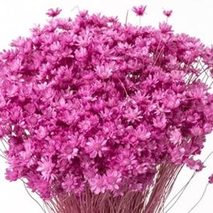 ハーバリウム 花材 スターフラワー・ミニ ストロベリーの商品画像